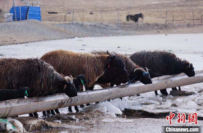 圖為黑藏羊正在喝水?！●R銘言 攝