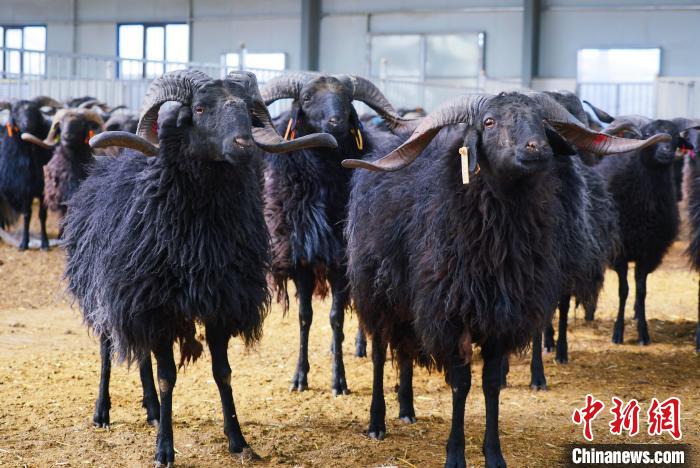 圖為黑藏羊?！●R銘言 攝