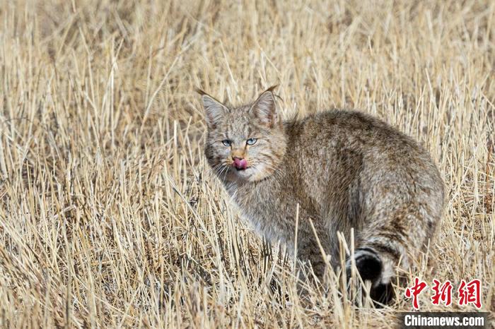 圖為拍攝到的荒漠貓?！O春生 攝