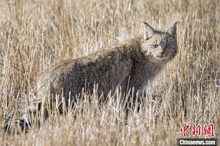 圖為拍攝到的荒漠貓。　許明遠(yuǎn) 攝
