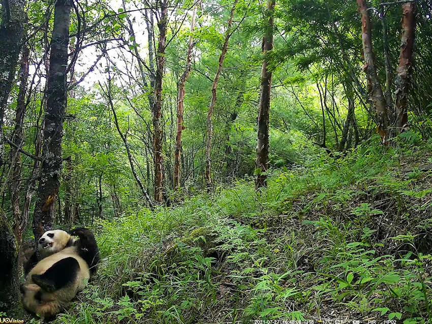 紅外相機拍攝到的野生大熊貓。平武縣融媒體中心供圖