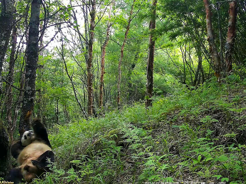 紅外相機拍攝到的野生大熊貓。平武縣融媒體中心供圖