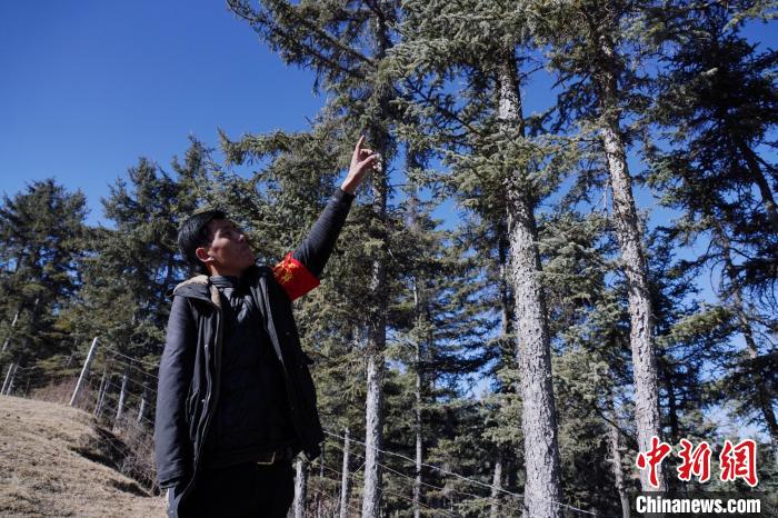 圖為桑杰加介紹林場(chǎng)樹木。　馬銘言 攝