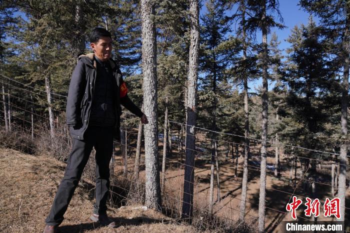 圖為桑杰加檢查林場(chǎng)防護(hù)網(wǎng)?！●R銘言 攝