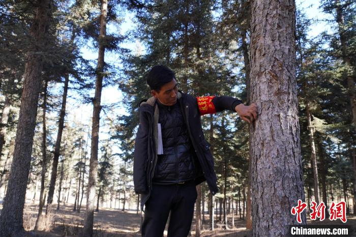 圖為桑杰加檢查林場(chǎng)樹木是否有病蟲害。　馬銘言 攝