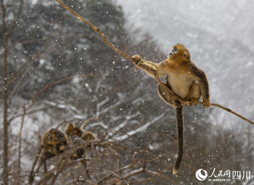 雪中嬉戲的川金絲猴。鐘歡攝