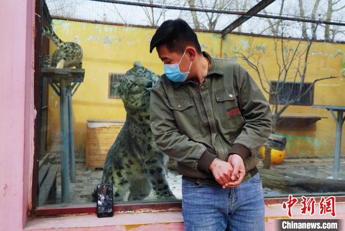 圖為雪豹“奶爸”史壽軍直播休息時與雪豹互動。　馬銘言 攝