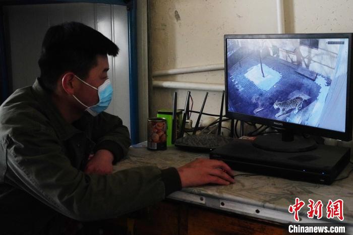 圖為雪豹“奶爸”史壽軍通過監(jiān)控察看雪豹情況?！●R銘言 攝