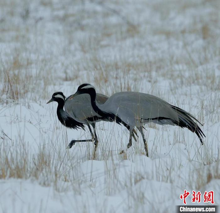 在若爾蓋濕地的蓑羽鶴?！∩袞|機 攝