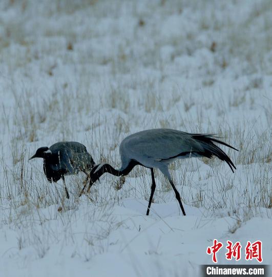 在若爾蓋濕地的蓑羽鶴?！∪魏吻?攝