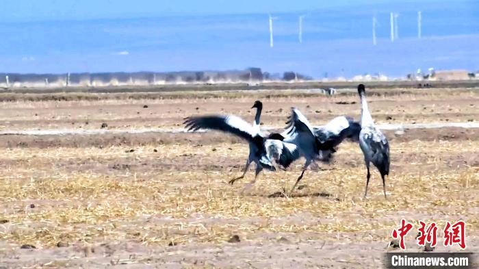 圖為黑頸鶴追逐嬉戲。　陳明章 攝