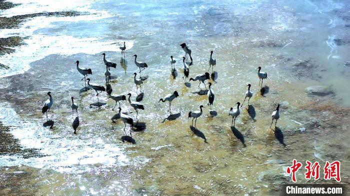 圖為黑頸鶴群駐足休憩?！￡惷髡?攝