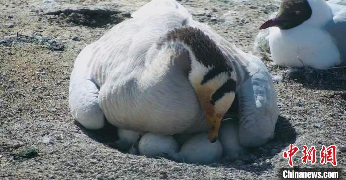 圖為斑頭雁孵蛋?！【G色江河 供圖