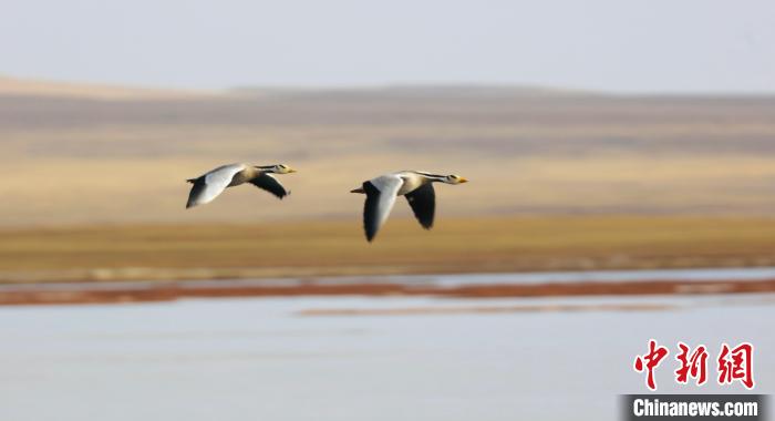 圖為飛翔的斑頭雁。　綠色江河 供圖