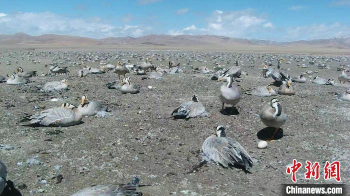 圖為斑頭雁在空地上孵蛋。　綠色江河 供圖
