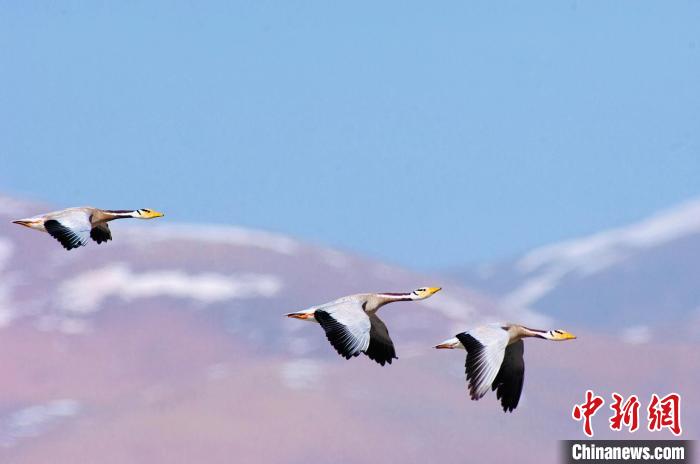 圖為斑頭雁在空中飛行?！【G色江河 供圖