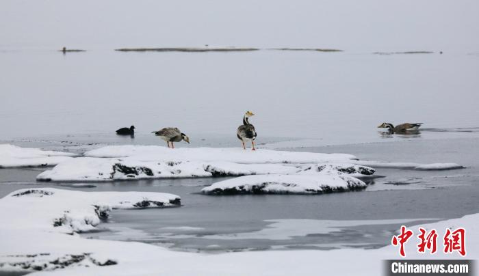 圖為斑頭雁在班德湖邊嬉戲?！【G色江河 供圖