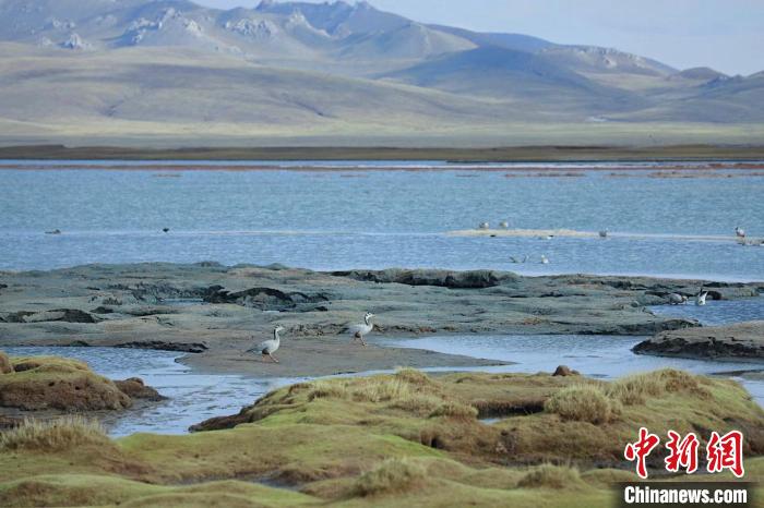 圖為斑頭雁在班德湖中覓食?！【G色江河 供圖