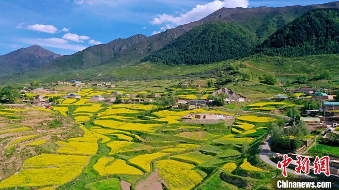 圖為加吾鄉(xiāng)的油菜花?！￡P(guān)卻才讓 攝