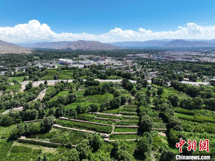 航拍貴德縣黃河岸畔綠意盎然?！●R銘言 攝