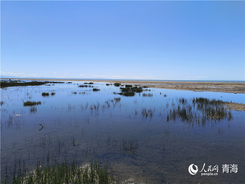   青海湖仙女灣。人民網(wǎng) 張莉萍攝