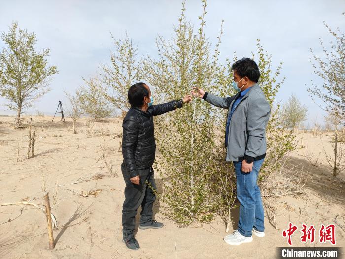 柴達(dá)木盆地的護(hù)林員：守護(hù)，只為那一片綠