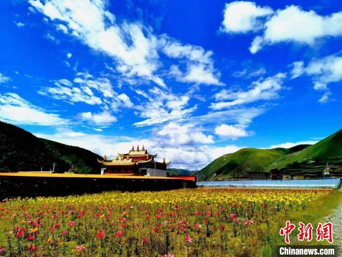 近百畝百合花競相開放，景色誘人。　壤塘縣委宣傳部供圖