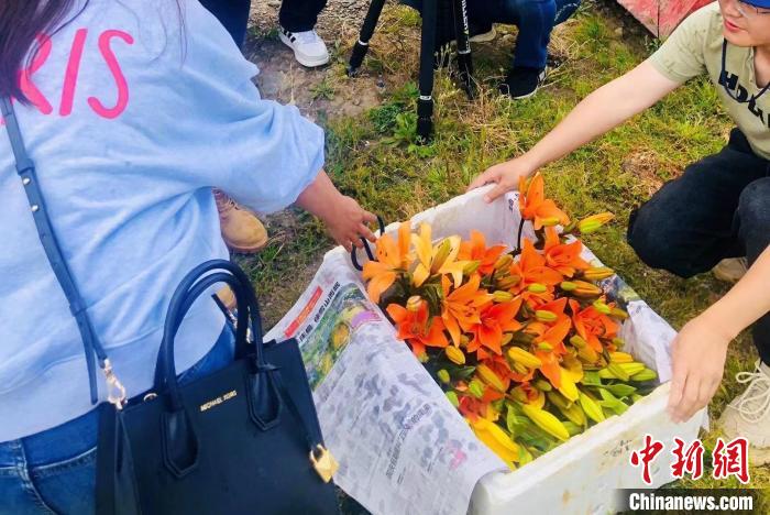 村民采摘百合花?！∪捞量h委宣傳部供圖
