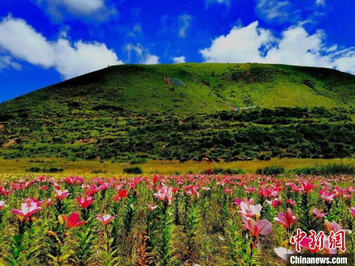 近百畝百合花競相開放，景色誘人?！∪捞量h委宣傳部供圖