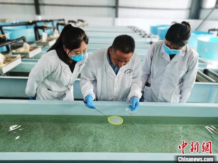 圖為工作人員檢查魚苗?！?zhí)砀?攝