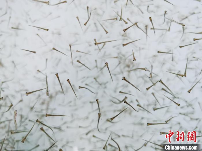 探訪青海湖湟魚“育嬰室”：“密集”育苗，體重10克放流