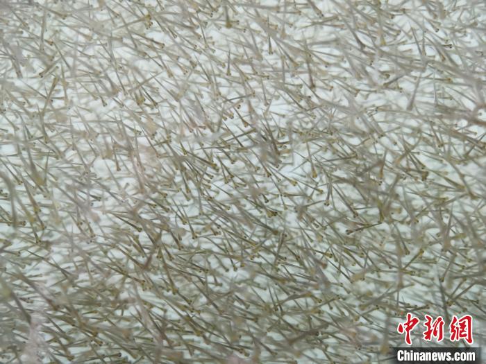 圖為密集分布的魚苗。　張?zhí)砀?攝
