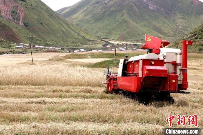 圖為秋收現(xiàn)場?！∮駱渲菸麄鞑抗﹫D