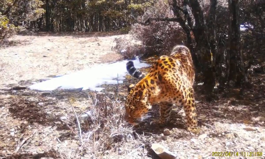 金錢(qián)豹。涼山州委宣傳部供圖