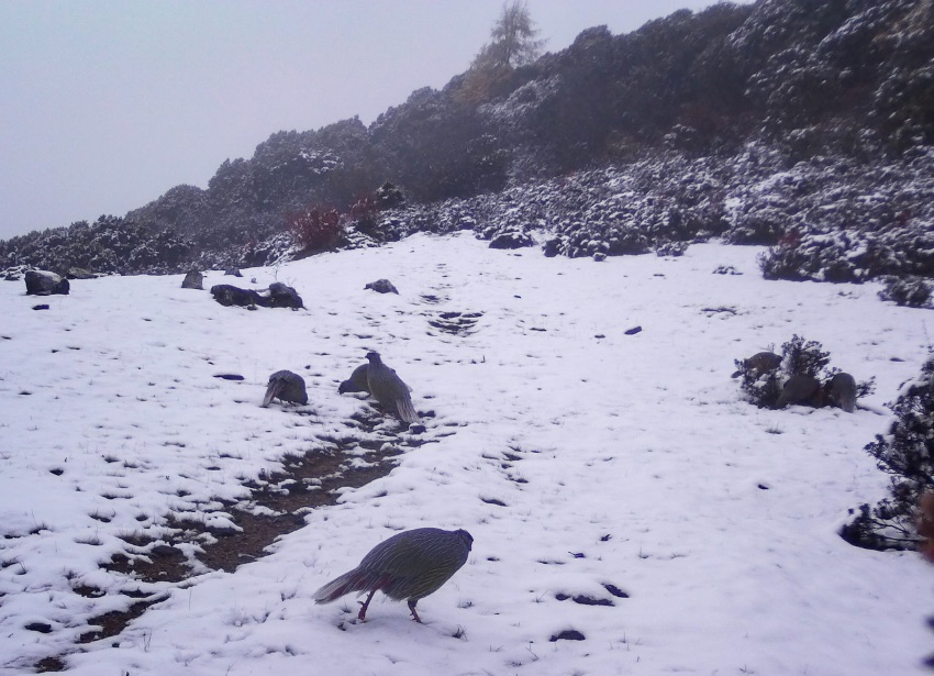 血雉。涼山州委宣傳部供圖