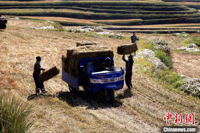 圖為飼草晾曬、打捆。　馬芝芬 攝