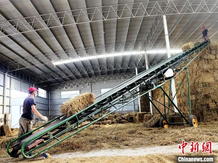 圖為飼草打捆、儲存。　馬芝芬 攝