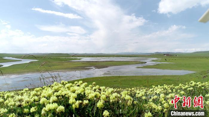 青海澤曲草原見(jiàn)聞：牛羊可“選美”，“生態(tài)畜牧”成招牌