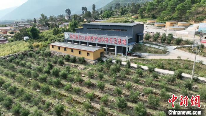 伍合村的油橄欖種植基地?!「呒午?攝