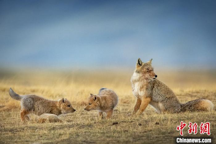 圖為焦生福的作品《居安思?！贰！∏嗪Ｊ∑钸B山自然保護(hù)協(xié)會供圖