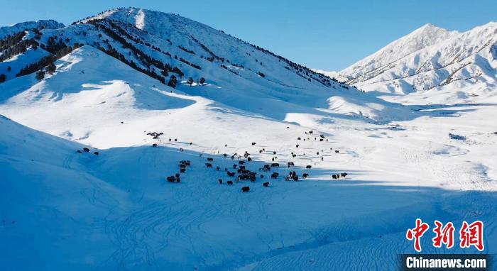 圖為牦牛群在雪地里覓食?！《继m縣融媒體中心供圖