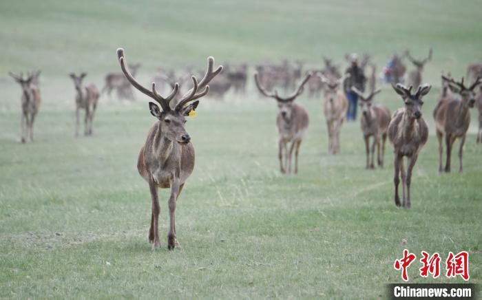 2022年夏日時節(jié)，甘肅張掖市肅南縣祁連山下的馬鹿養(yǎng)殖基地。(資料圖) 楊艷敏 攝
