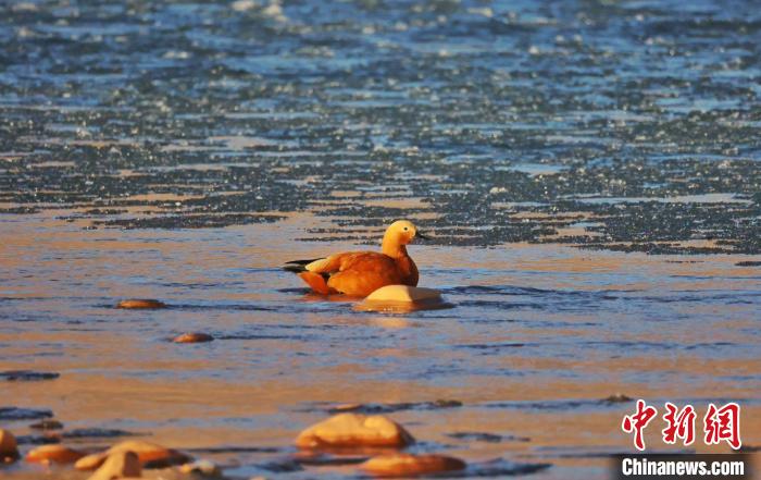 圖為赤麻鴨自在游曳?！“兹斩〔冀?攝