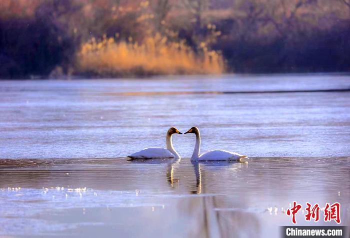 圖為天鵝在湖面嬉戲?！◇泱憔?攝