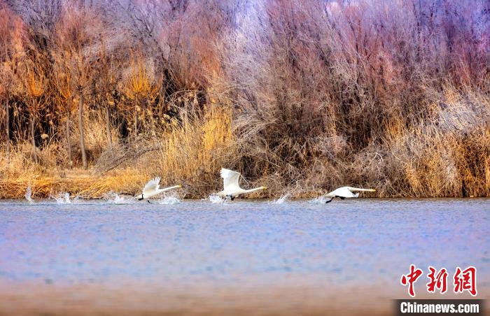 圖為起舞的天鵝與碧波蕩漾的湖面相映成趣?！『?jiǎn)約 攝