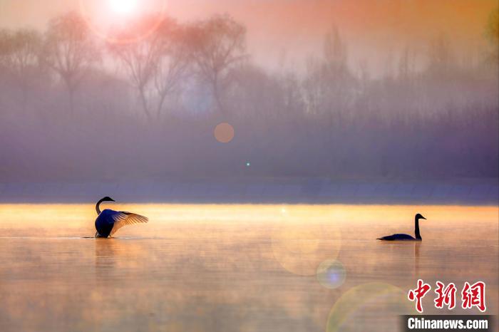 圖為天鵝在湖面嬉戲。　筱筱君 攝