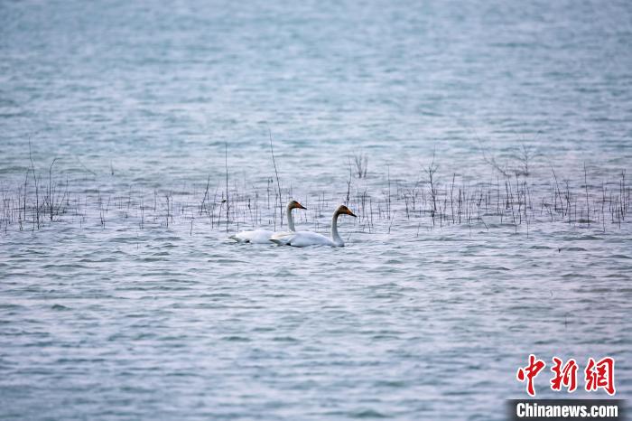 圖為天鵝在湖面嬉戲?！◇泱憔?攝