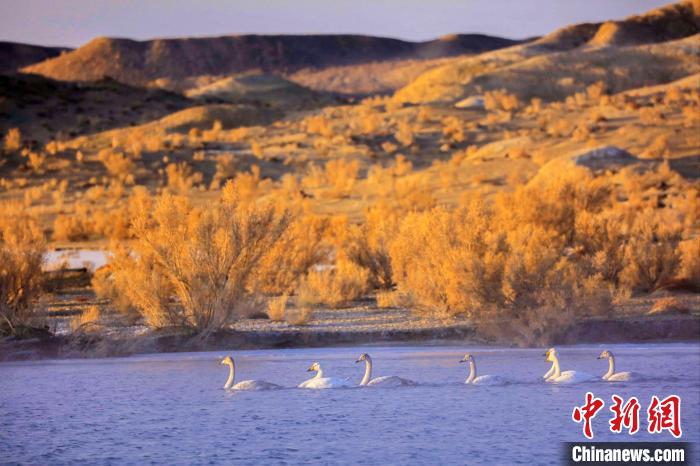 圖為黃河岸畔貴德縣迎來(lái)天鵝“做客”?！◇泱憔?攝