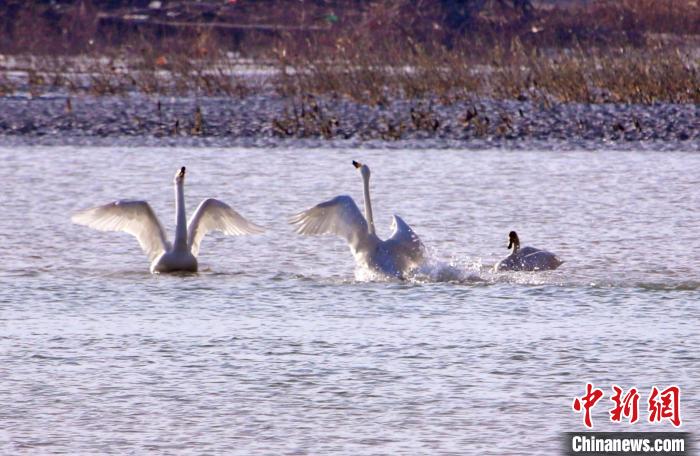 圖為黃河岸畔貴德縣迎來(lái)天鵝“做客”?！◇泱憔?攝