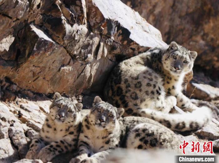 青海都蘭：雪豹、兔猻等多種珍稀野生動物亮相